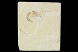Cretaceous Fossil Shrimp - Lebanon #107681-1